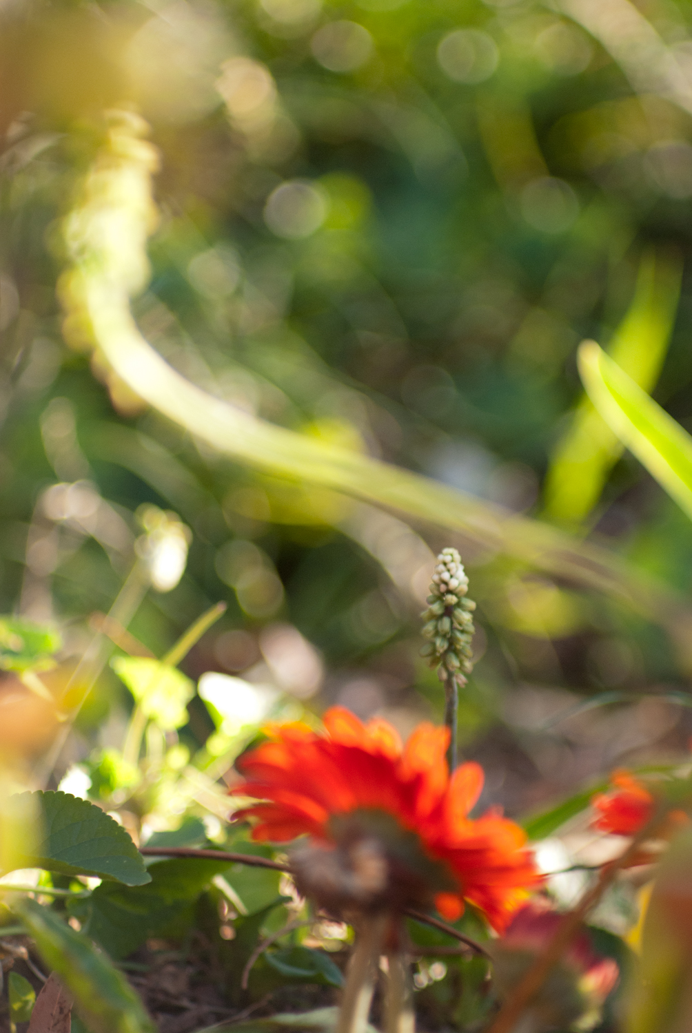 vertical vivitar 135mm bokeh