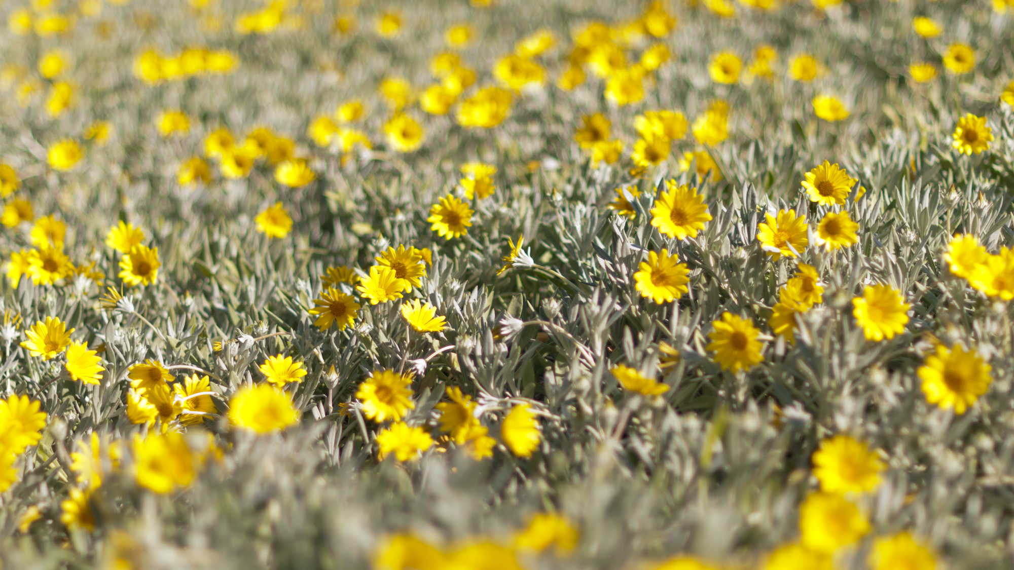 Yellow flowers at Birkenhead