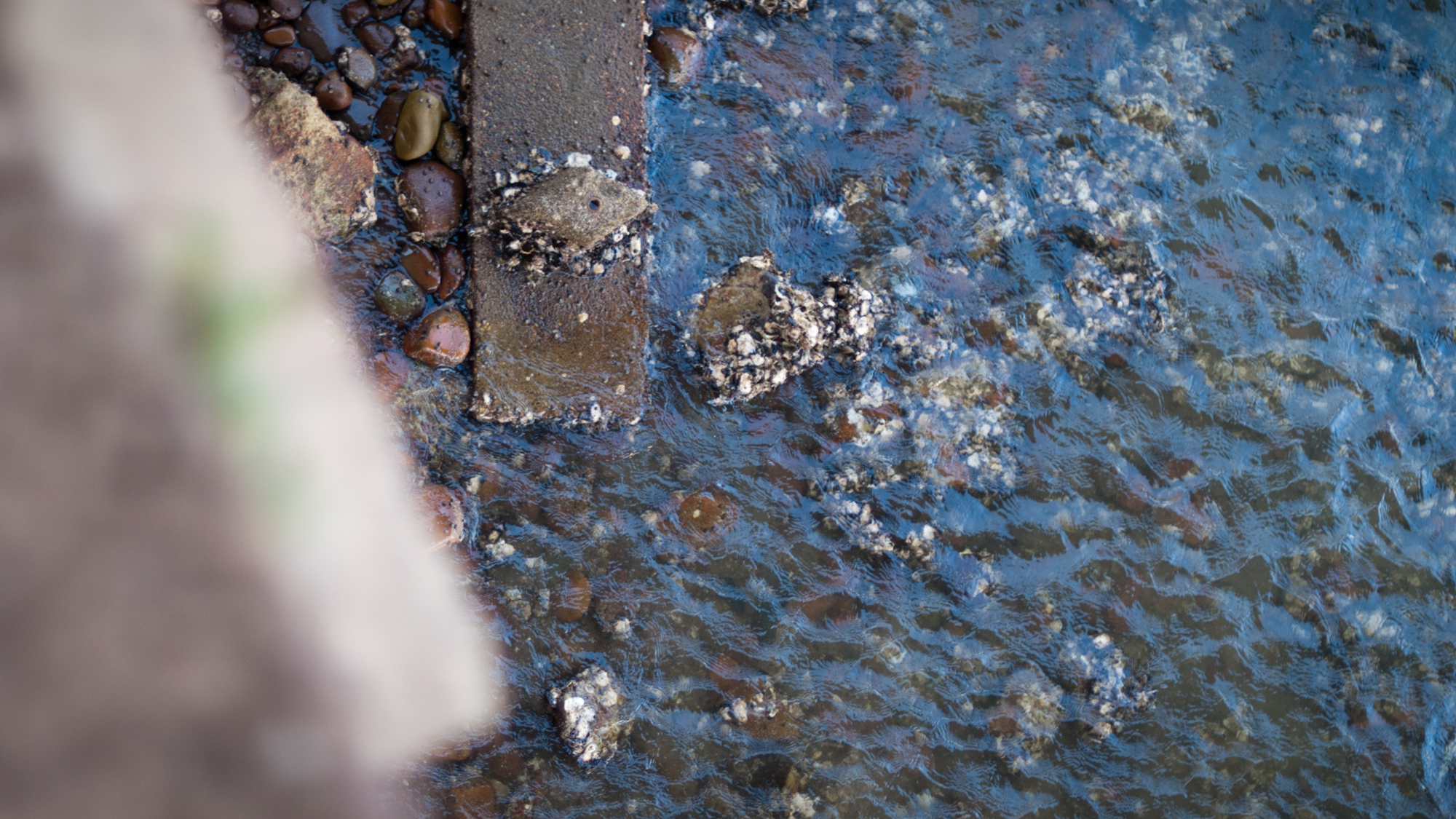 Birkenhead oysters and rocks